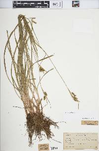 Carex pallescens image