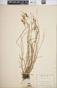 Carex pallescens image