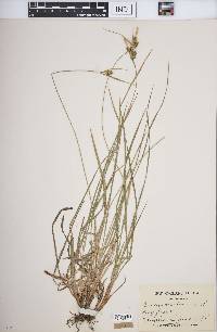 Carex pallescens image