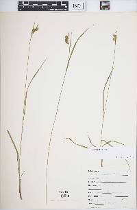 Carex pallescens image