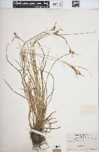 Carex pallescens image