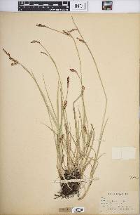 Carex panicea image