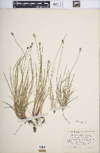 Carex peckii image