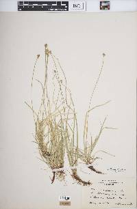 Carex peckii image