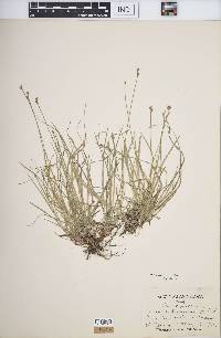 Carex peckii image