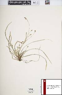 Carex pedunculata image