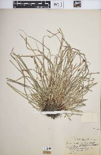 Carex pedunculata image