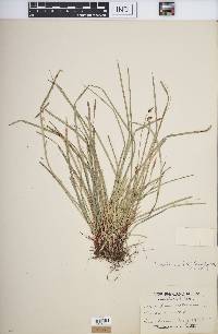 Carex pedunculata image