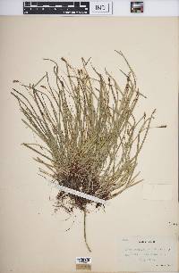 Carex pedunculata image