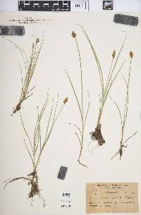 Carex phaeocephala image