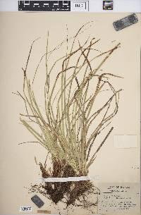 Carex picta image