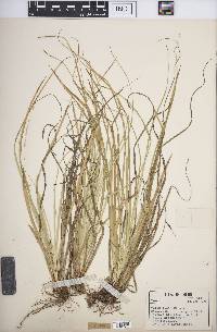 Carex picta image
