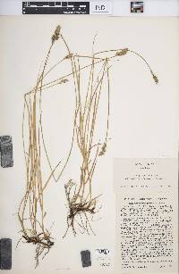 Carex praegracilis image