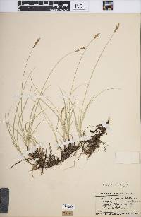 Carex praegracilis image