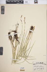 Carex prairea image