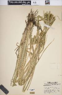 Carex pseudocyperus image