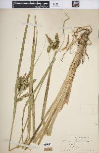 Carex pseudocyperus image