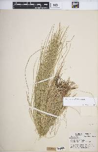 Carex radiata image