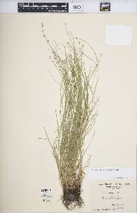 Carex radiata image