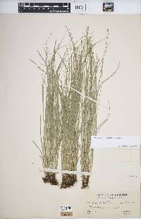 Carex radiata image