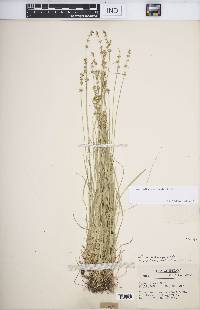 Carex radiata image