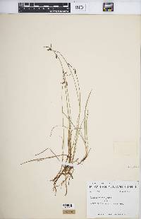 Carex rariflora image