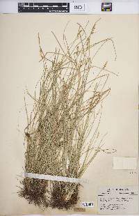 Carex retroflexa image