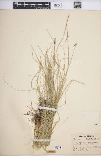 Carex retroflexa image