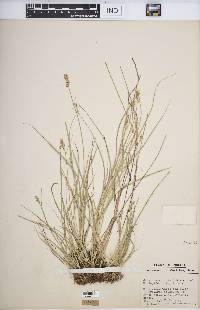 Carex retroflexa image