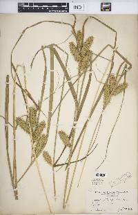 Carex retrorsa image