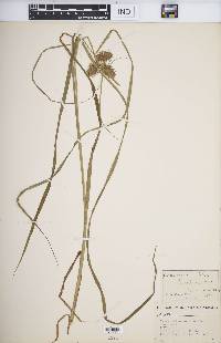 Carex retrorsa image