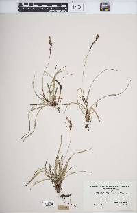 Carex richardsonii image