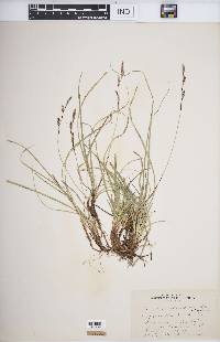 Carex richardsonii image