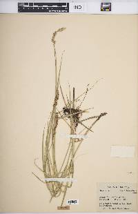 Carex sartwellii image