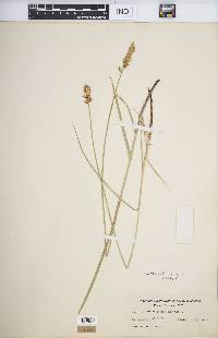 Carex sartwellii image