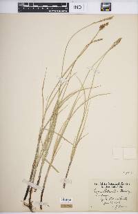 Carex sartwellii image