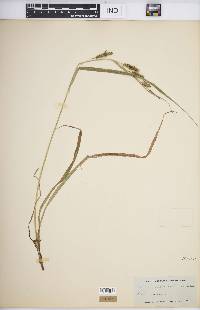 Carex scabrata image