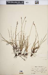 Carex scirpoidea image