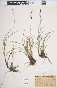 Carex scirpoidea subsp. stenochlaena image