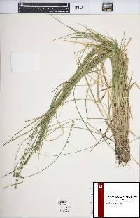 Carex seorsa image