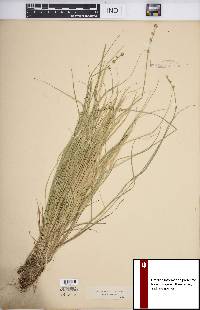 Carex seorsa image