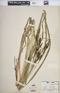 Carex shortiana image