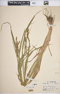 Carex shortiana image