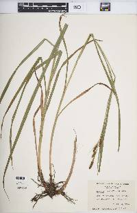 Carex shortiana image