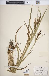 Carex shortiana image