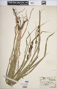 Carex shortiana image