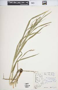 Carex shortiana image