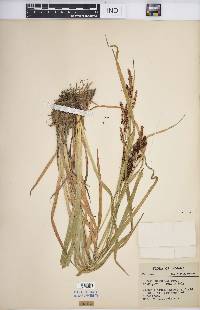 Carex shortiana image