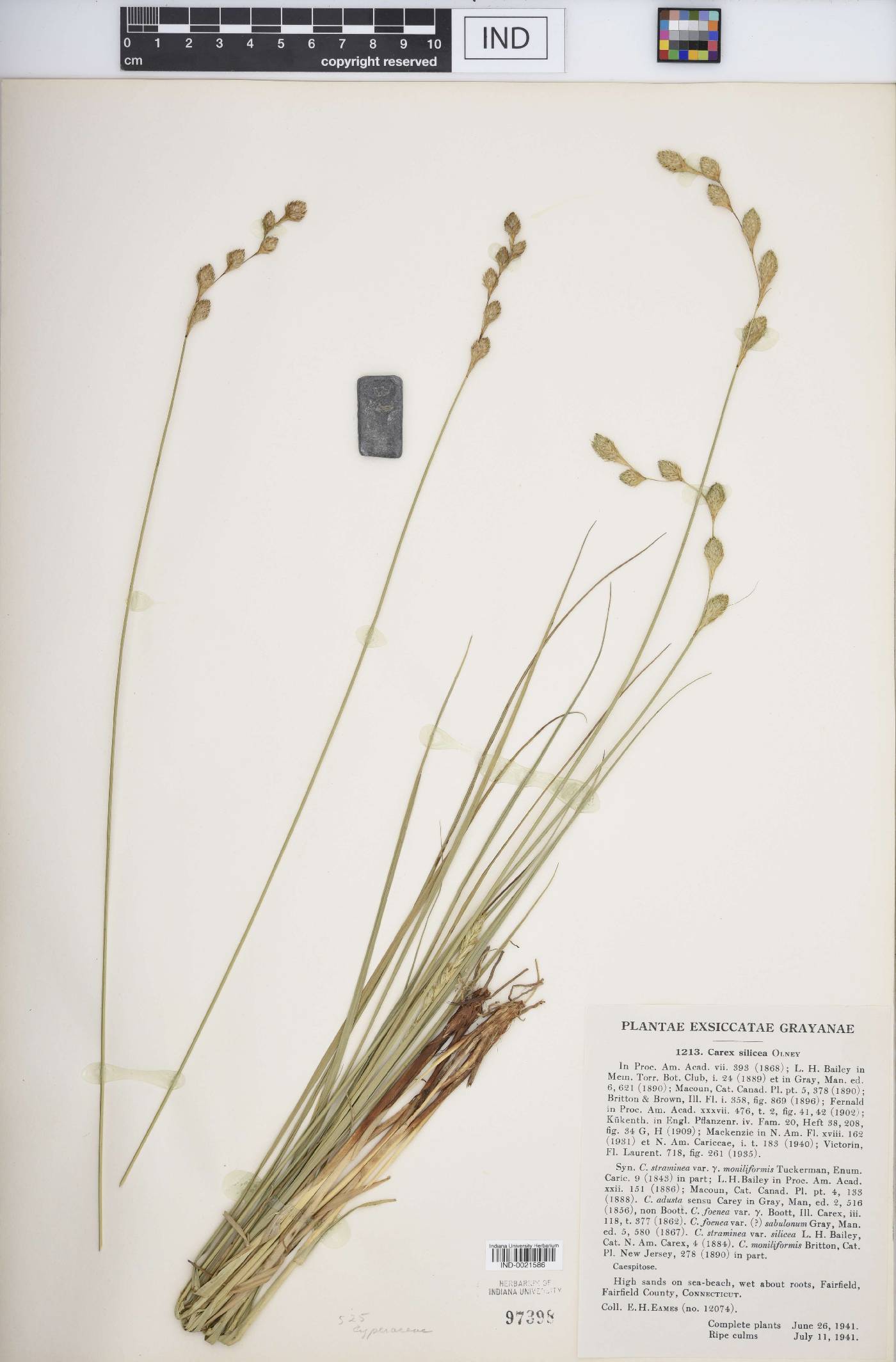 Carex silicea image