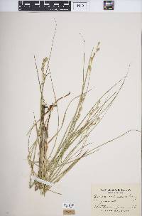 Carex silicea image